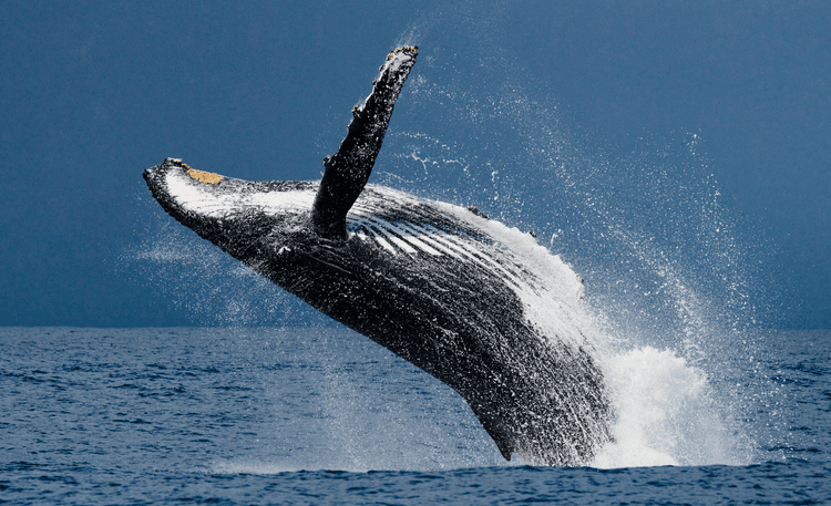 Whale by 
