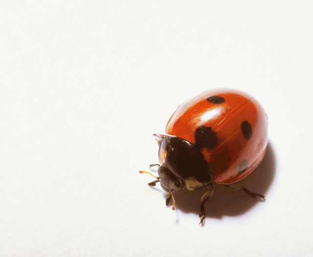 Bug, bug, bug... Rozmowa z Jakubem Skibińskim o pracy testera