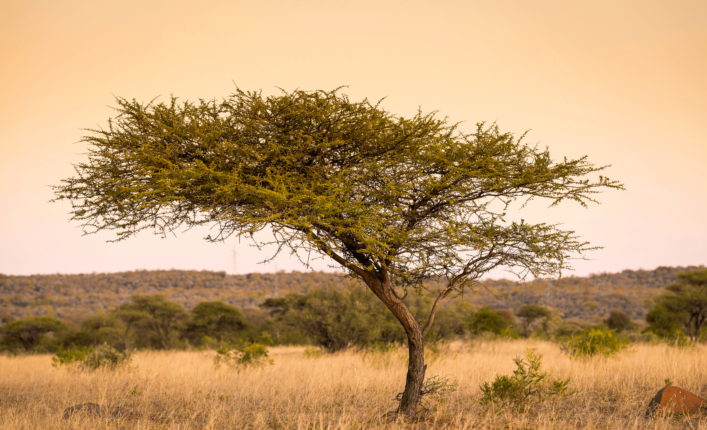 Acacia