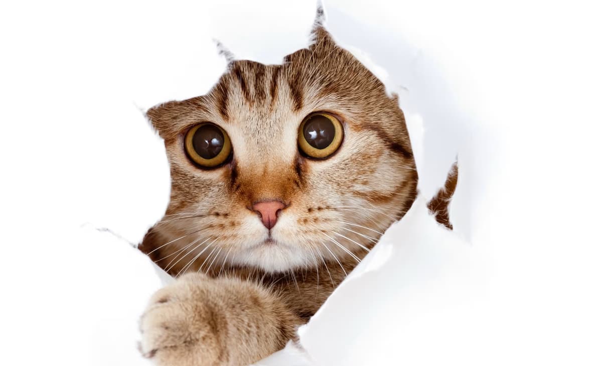 Czy precommit hook to zło? by undefined