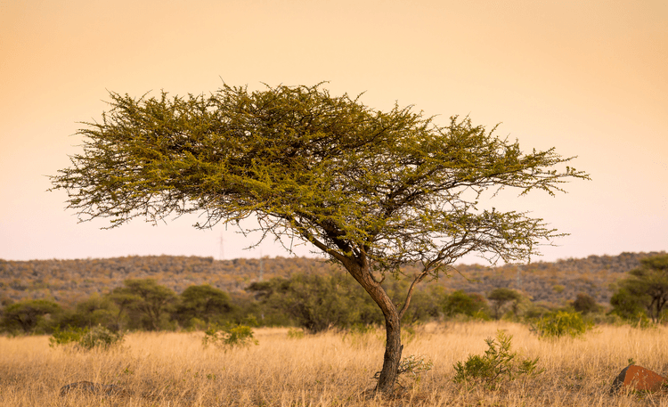 Acacia by THP Creative